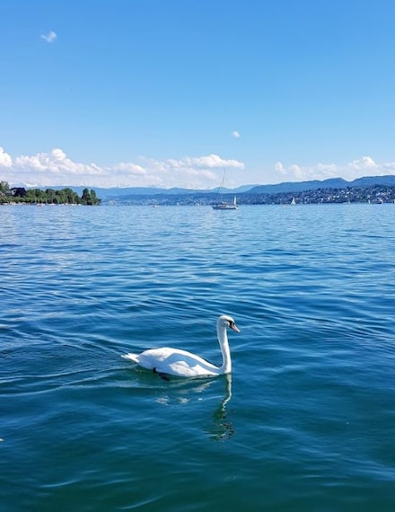 Take a Cruise on Limmat-4